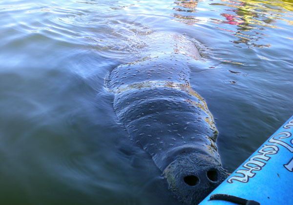 Cocoa Beach Kayaking