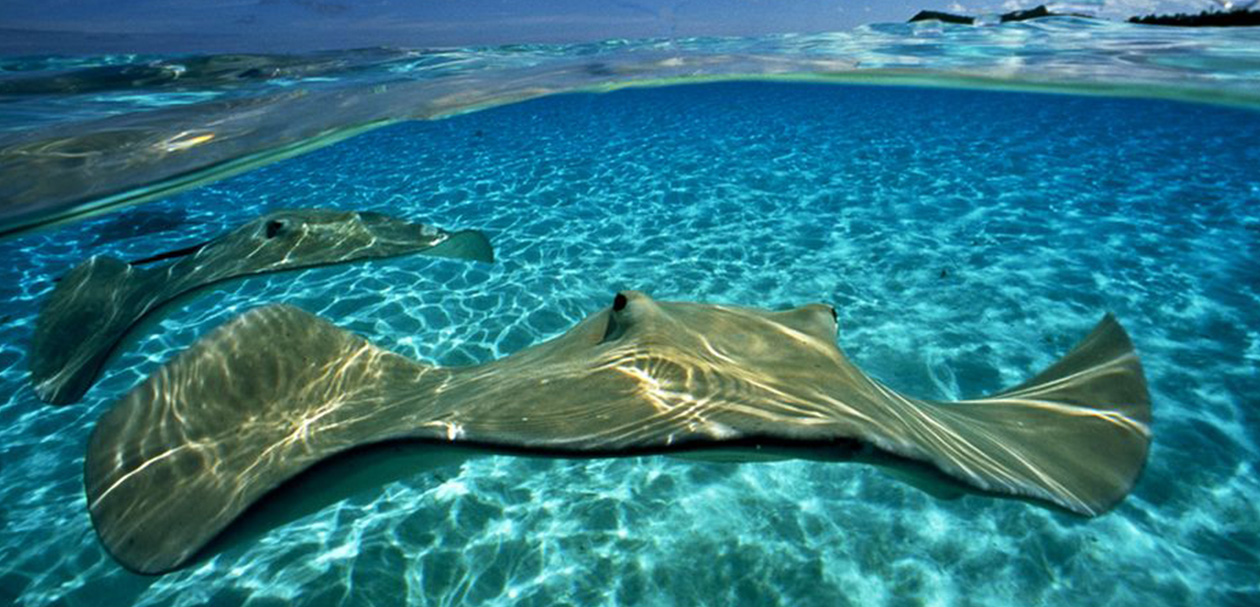 Cocoa Beach Kayaking